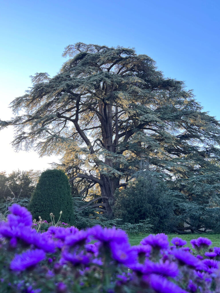 Radiance Framework Reset